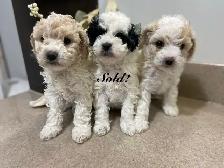 Beautiful Cavapoochon’s!♥️ - Photo 2