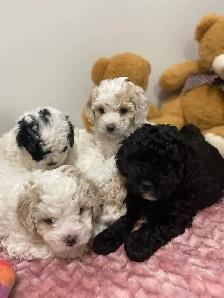 Beautiful Cavapoochon’s!♥️ - Photo 4