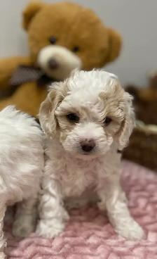 Beautiful Cavapoochon’s!♥️ - Photo 5