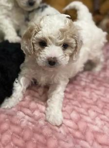 Beautiful Cavapoochon’s!♥️ - Photo 6