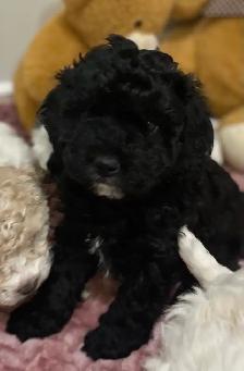 Beautiful Cavapoochon’s!♥️ - Photo 8