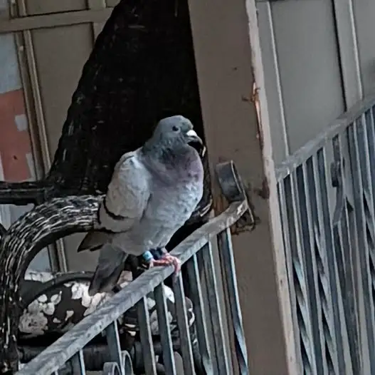 lost pigeon