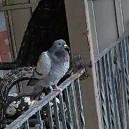 lost pigeon