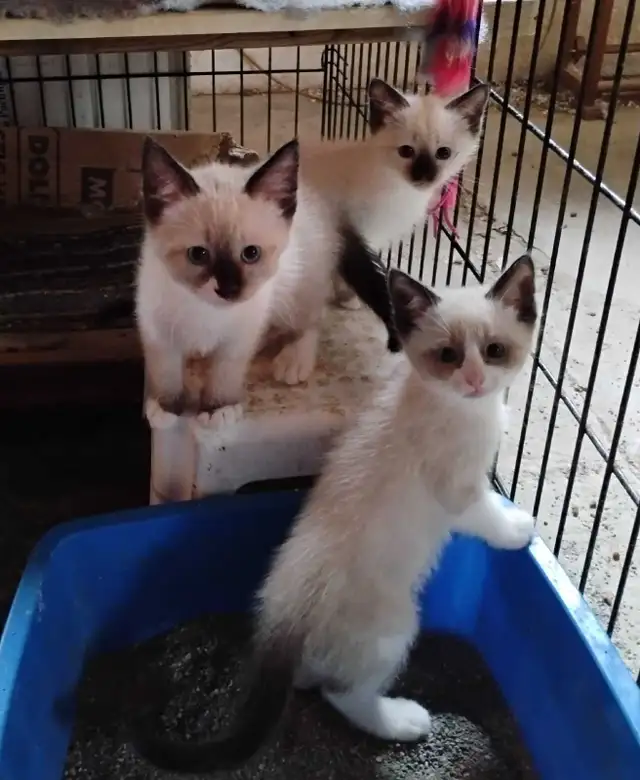 chatons Ragdoll Snowshoes