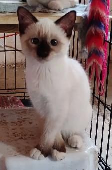 chatons Ragdoll Snowshoes - Photo 4
