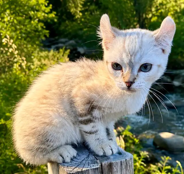 Highland lynx