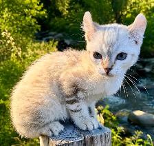 Highland lynx