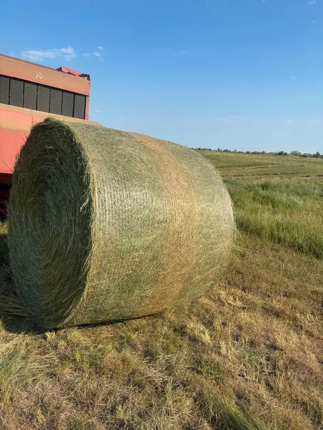 Hay for sale