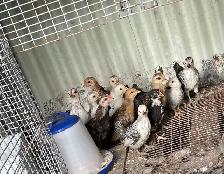 Poussins à vendre