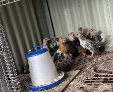 Poussins à vendre - Photo 2