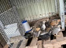 Poussins à vendre - Photo 3