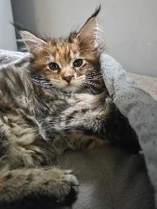 Chatons Maines Coons enregistrés - Photo 2