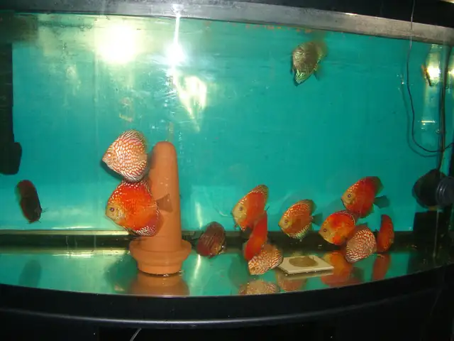 FOR SALE BEAUTIFUL DISCUS $75 EACH ( 3 FISH FOR $200 )