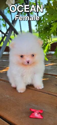 CKC REGISTERED POMERANIAN PUPPIES