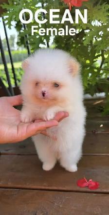 CKC REGISTERED POMERANIAN PUPPIES - Photo 2