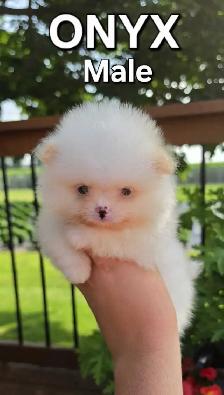 CKC REGISTERED POMERANIAN PUPPIES - Photo 3