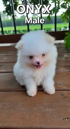 CKC REGISTERED POMERANIAN PUPPIES - Photo 4
