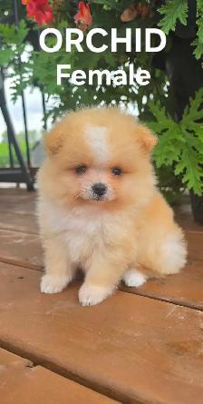 CKC REGISTERED POMERANIAN PUPPIES - Photo 5