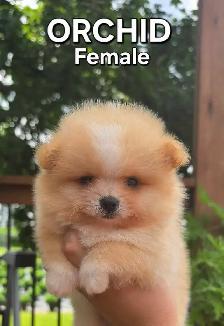 CKC REGISTERED POMERANIAN PUPPIES - Photo 6