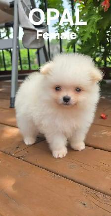CKC REGISTERED POMERANIAN PUPPIES - Photo 7