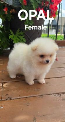 CKC REGISTERED POMERANIAN PUPPIES - Photo 8