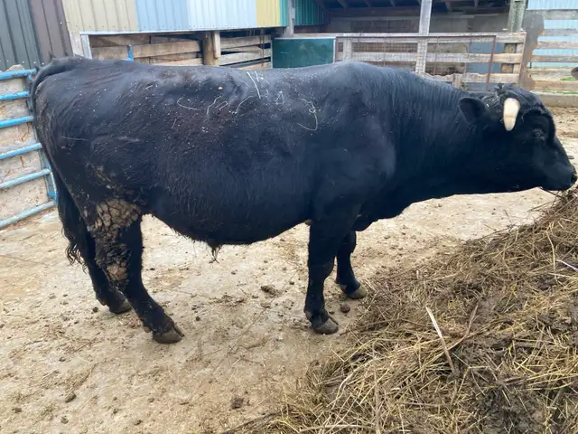Black Angus-Charlais Bull for Sale