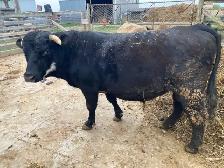 Black Angus-Charlais Bull for Sale - Photo 2