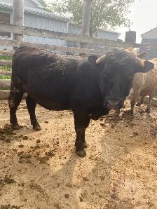 Black Angus-Charlais Bull for Sale - Photo 3