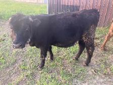 Black Angus-Charlais Bull for Sale - Photo 4