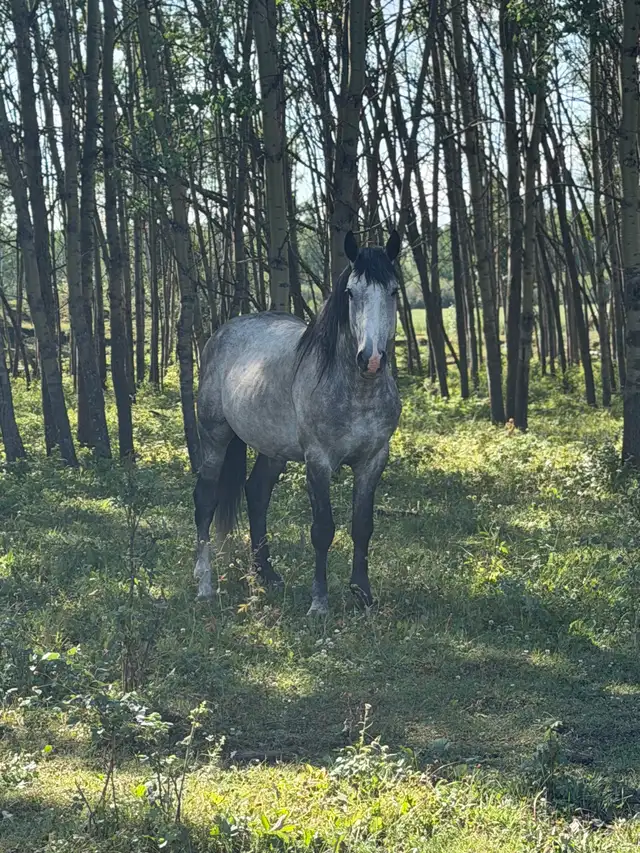Draft Cross Stud