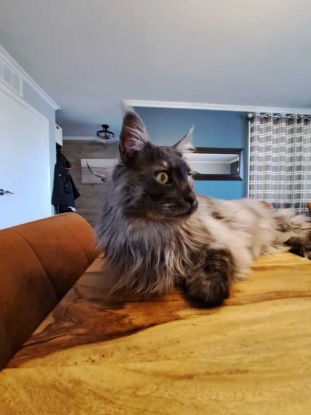 Maine Coon enregistré