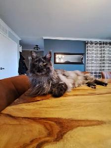 Maine Coon enregistré - Photo 2
