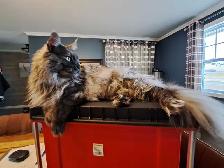 Maine Coon enregistré - Photo 3