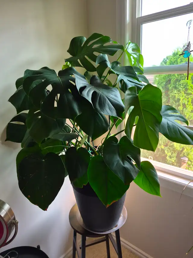 Monstera Plant