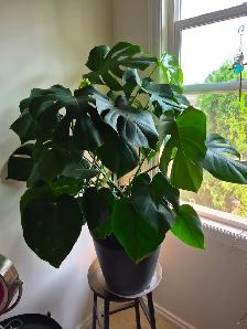 Monstera Plant