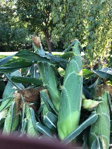 Fresh Sweet Corn on the Cob