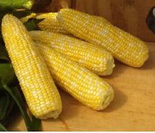 Fresh Sweet Corn on the Cob - Photo 4