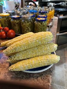 Fresh Sweet Corn on the Cob - Photo 5