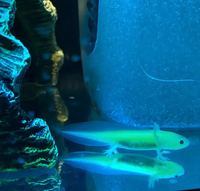 5inch Glow Axolotl on Sale