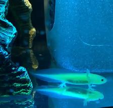 5inch Glow Axolotl on Sale
