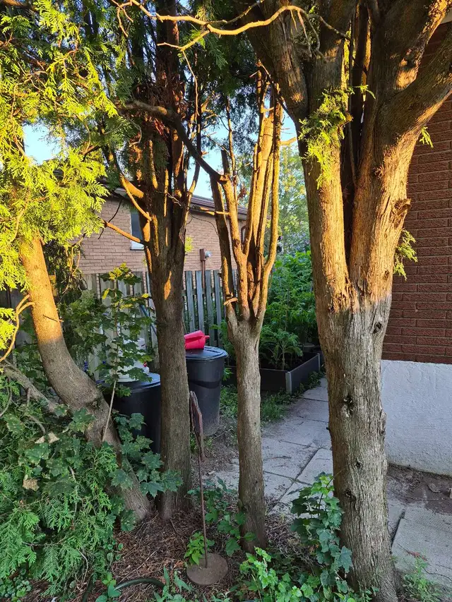 tree removal for firewood