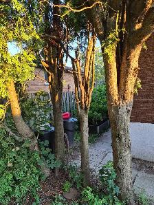 tree removal for firewood