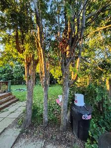 tree removal for firewood - Photo 2