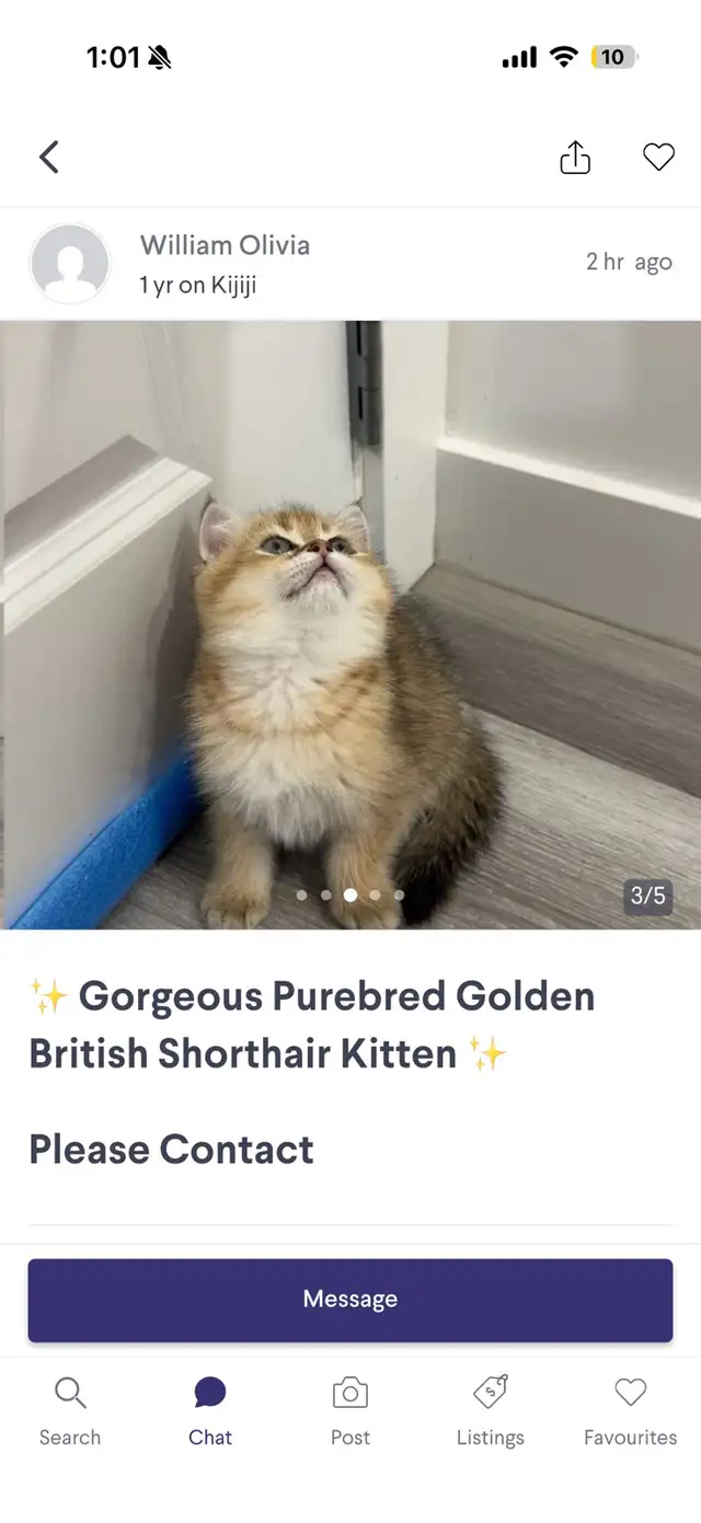 do not buy from these people or sell ur cat to them
