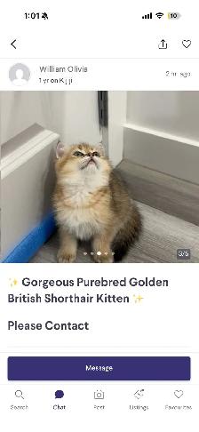 do not buy from these people or sell ur cat to them