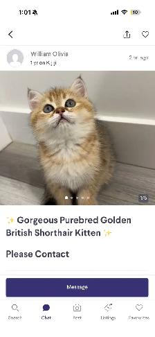 do not buy from these people or sell ur cat to them - Photo 2