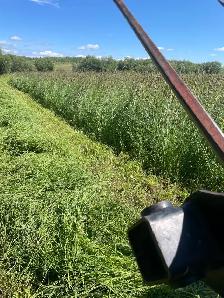 2026 Hay Bales for Sale - Photo 4