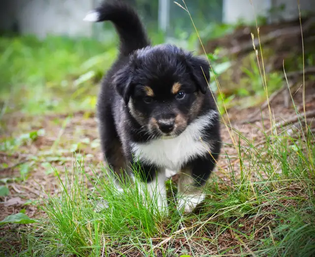 Chiots Berger Australien