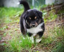 Chiots Berger Australien