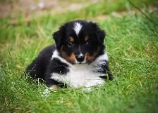 Chiots Berger Australien - Photo 2